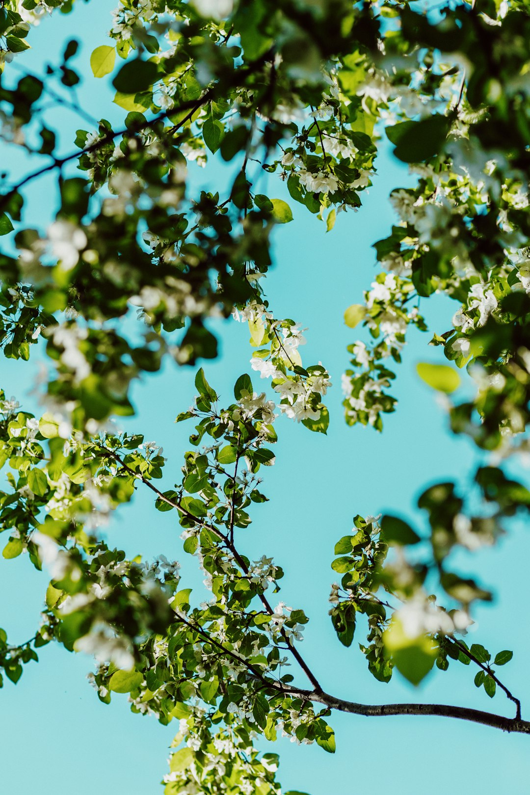 Blooming branches against a bright blue sky.