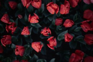 Red tulips bloom among their green leaves.