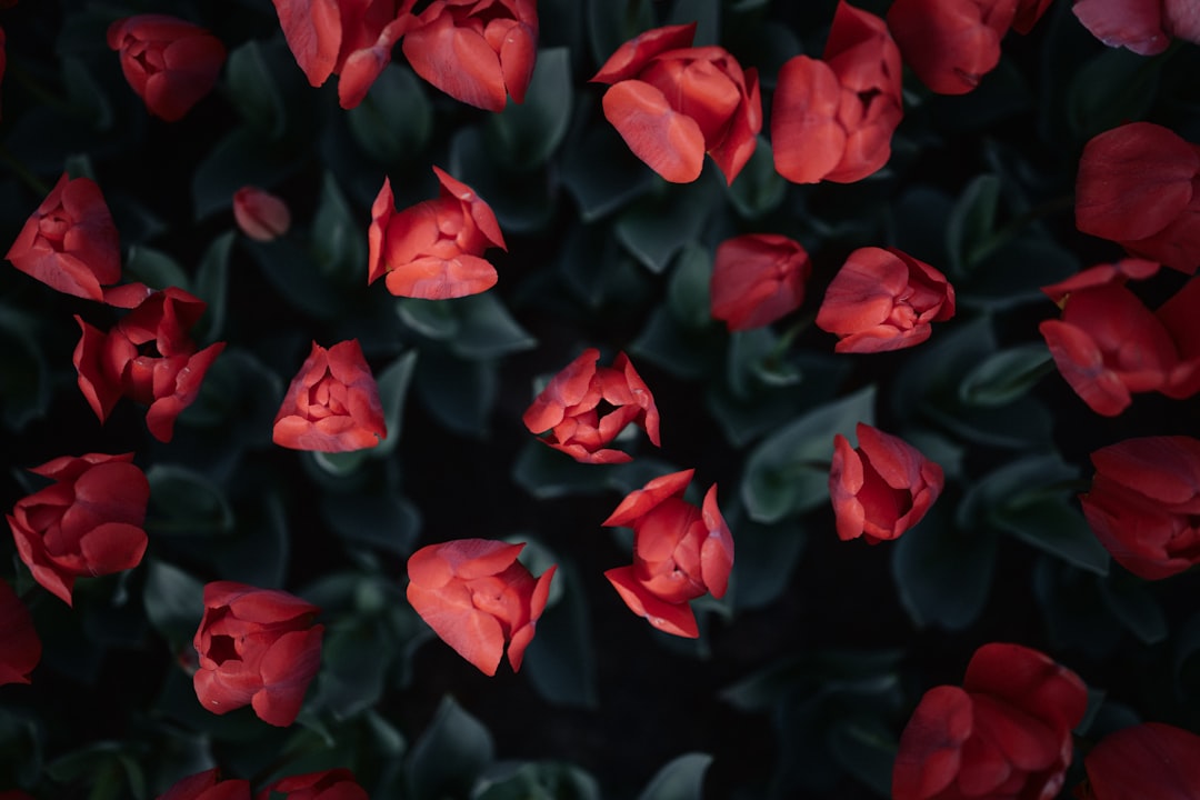 Photo by Tolga Ahmetler Red tulips bloom among their green leaves.